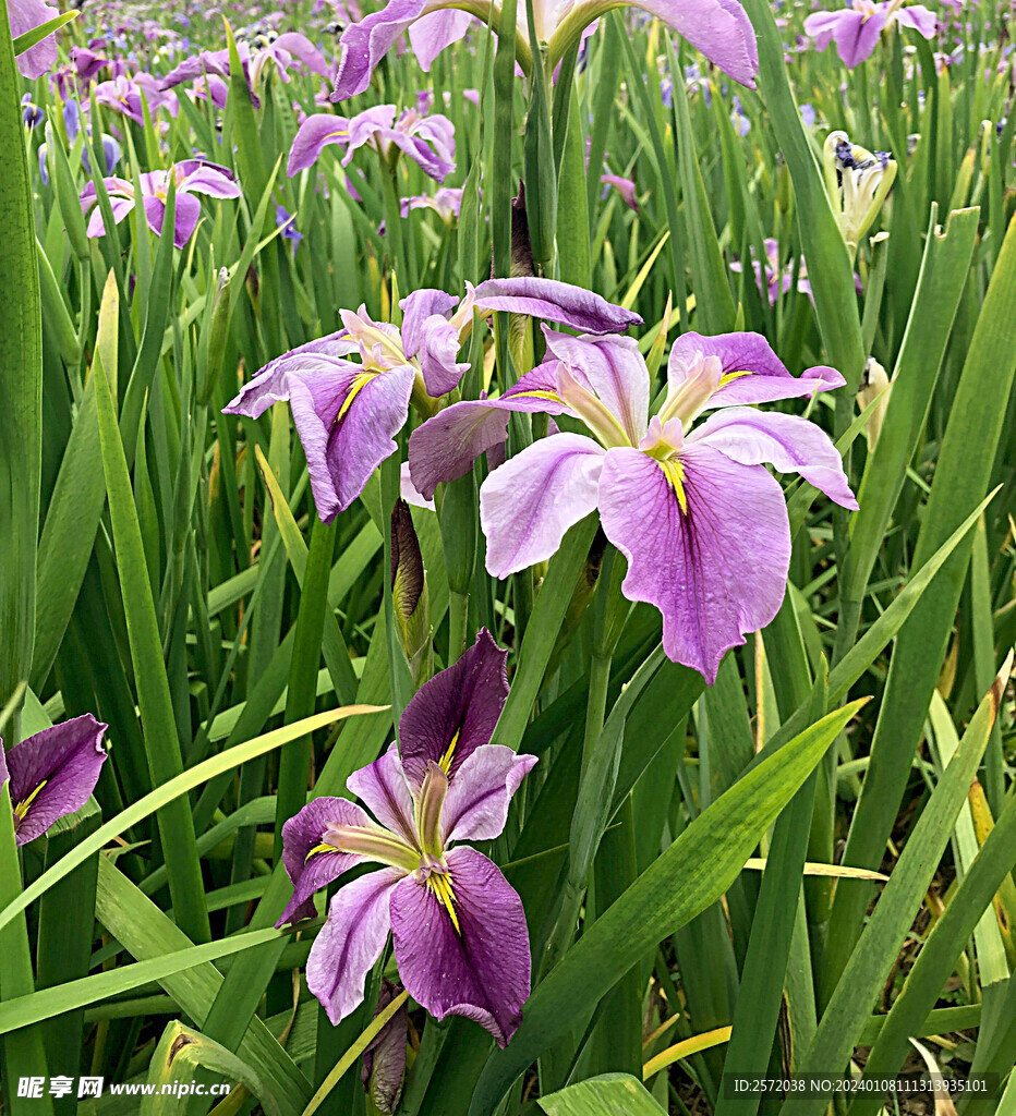 优雅玉蝉花