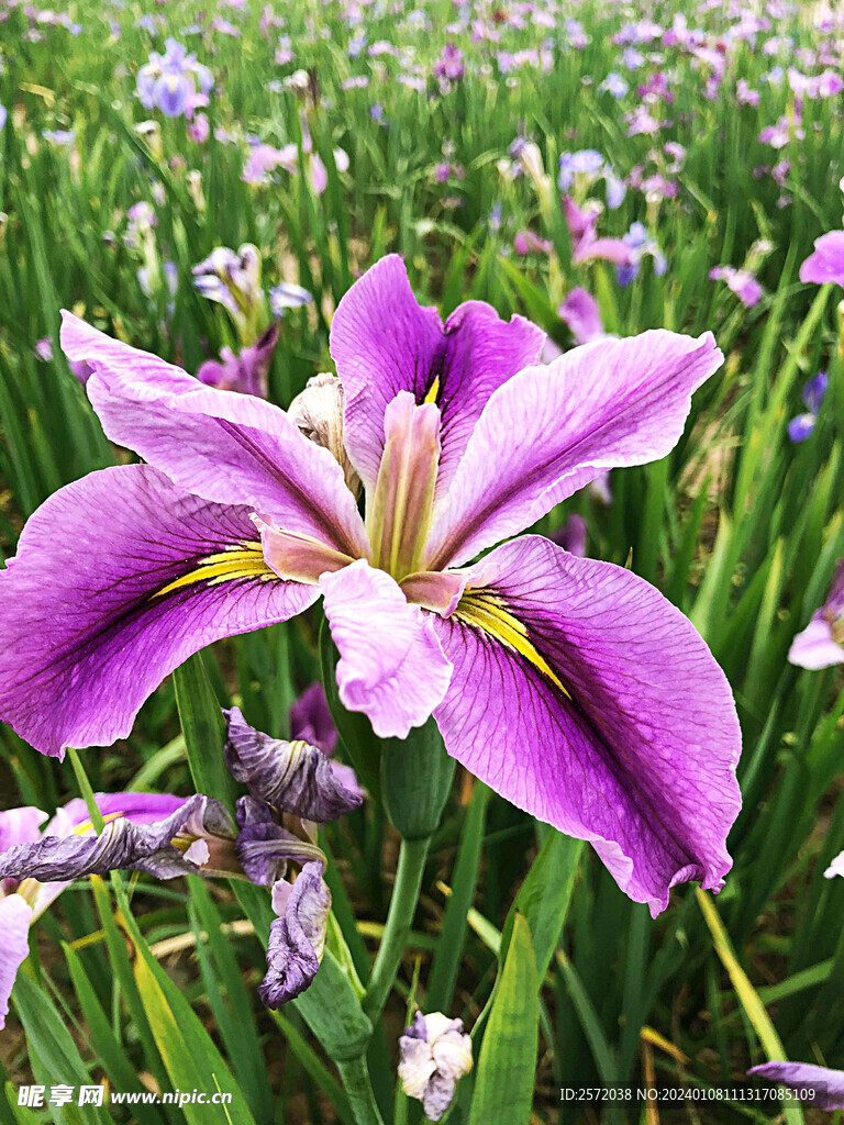 优雅玉蝉花