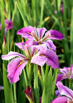 优雅玉蝉花