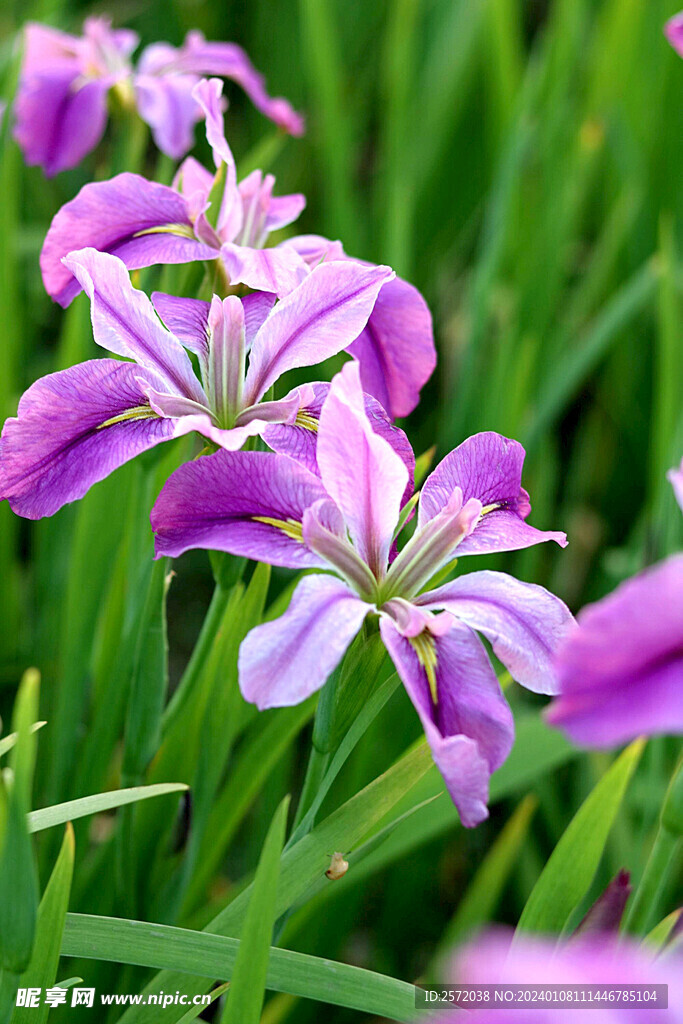 优雅玉蝉花