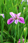 优雅玉蝉花