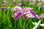优雅玉蝉花