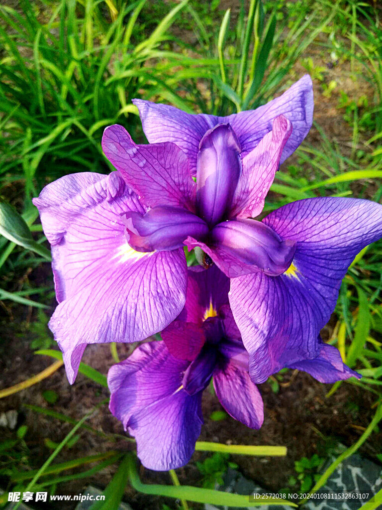 优雅玉蝉花