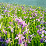 优雅玉蝉花