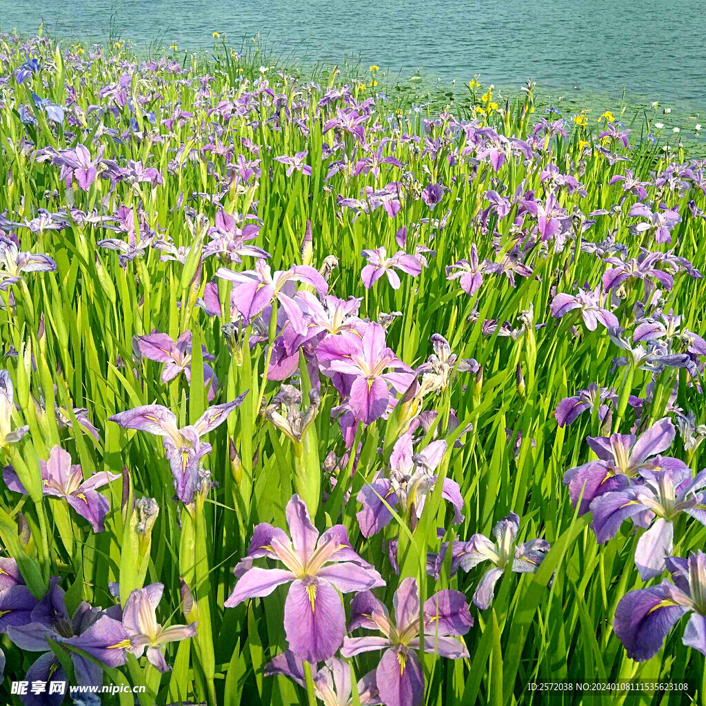 优雅玉蝉花