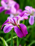 优雅玉蝉花