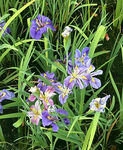优雅玉蝉花