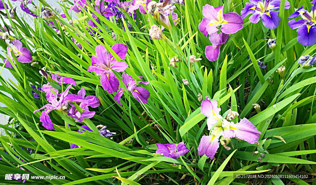 优雅玉蝉花