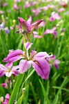 优雅玉蝉花
