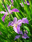 优雅玉蝉花