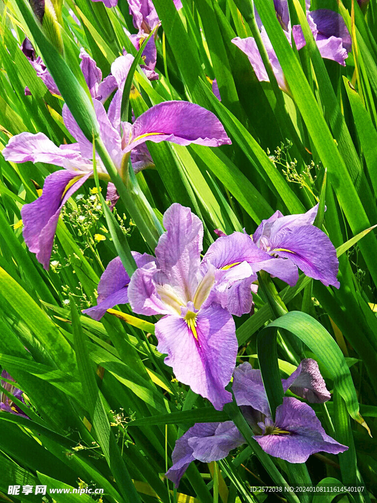 优雅玉蝉花