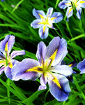 优雅玉蝉花