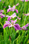 优雅玉蝉花