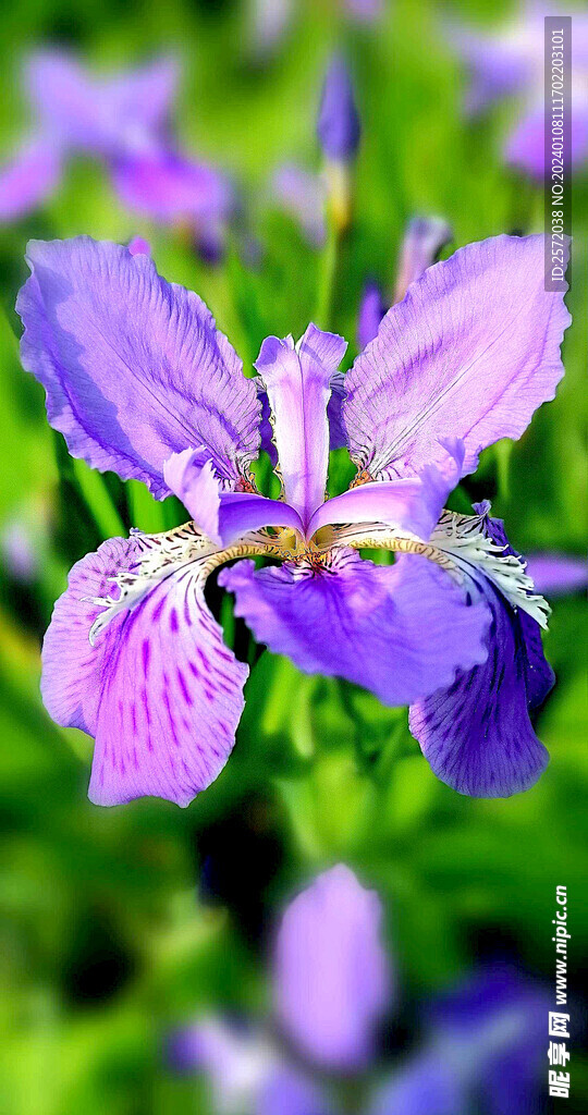 优雅玉蝉花