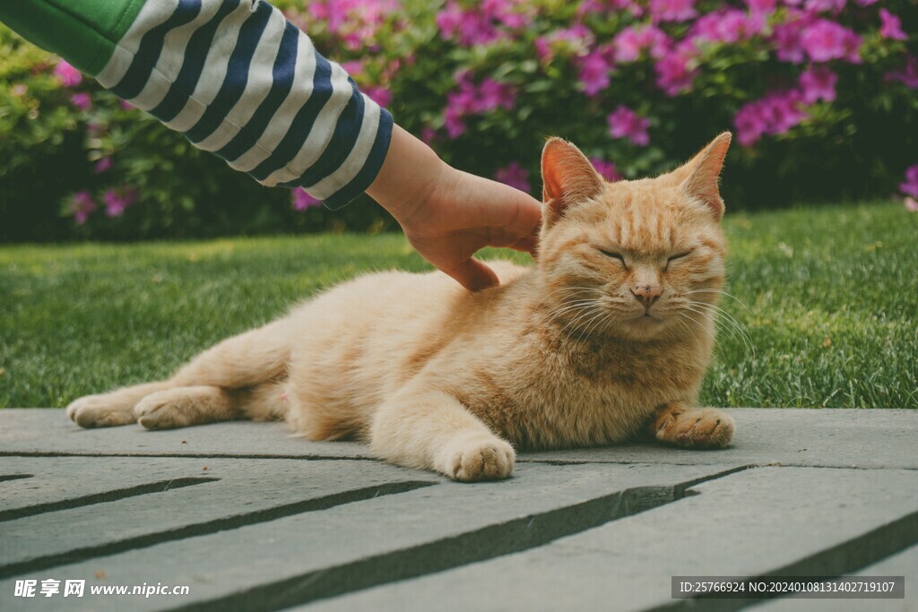 猫咪打盹图片