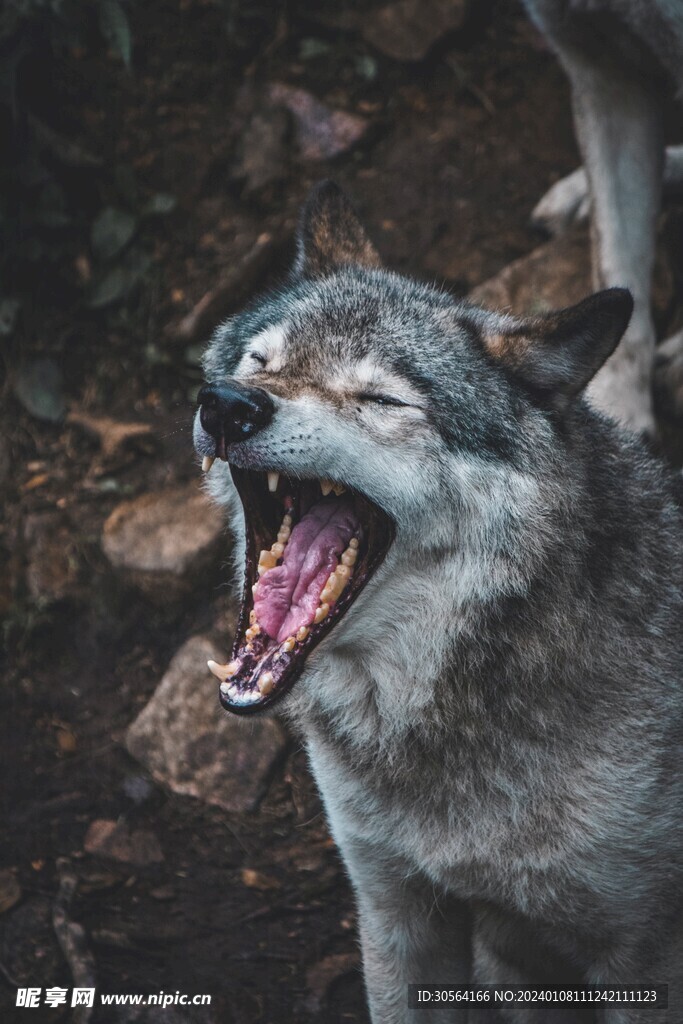 狼