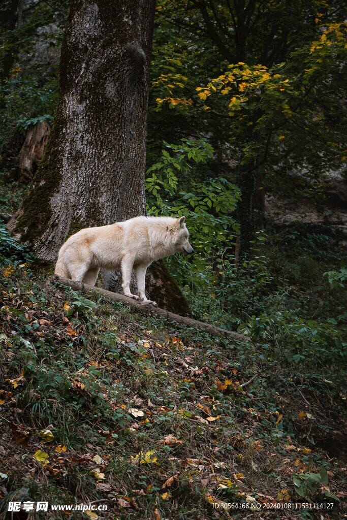 狼