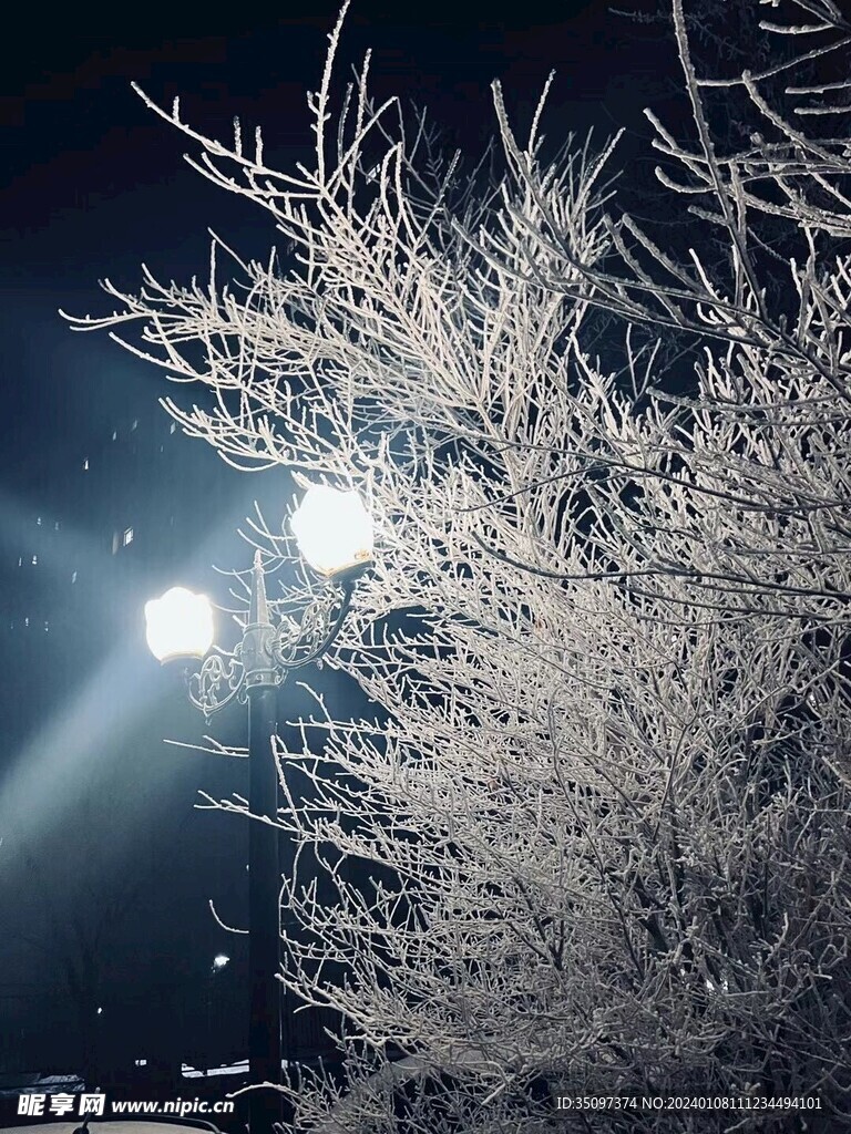 树霜