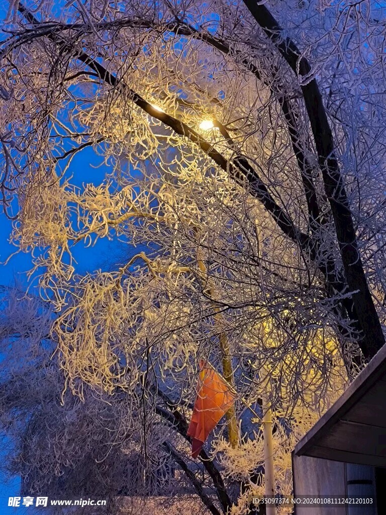 树霜