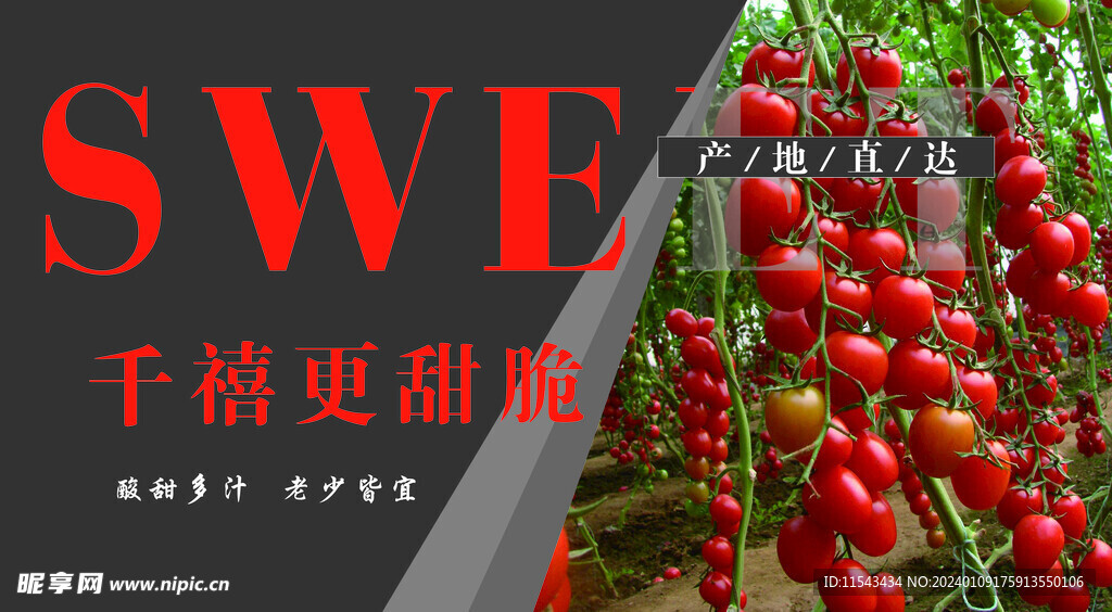 千禧圣女果