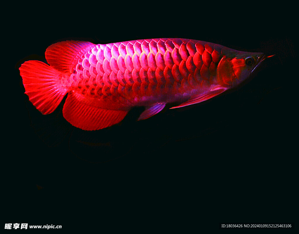 红龙鱼水族观赏鱼摄影