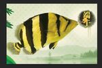 虎鱼水族观赏鱼海报壁纸