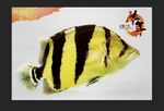 虎鱼水族观赏鱼海报壁纸