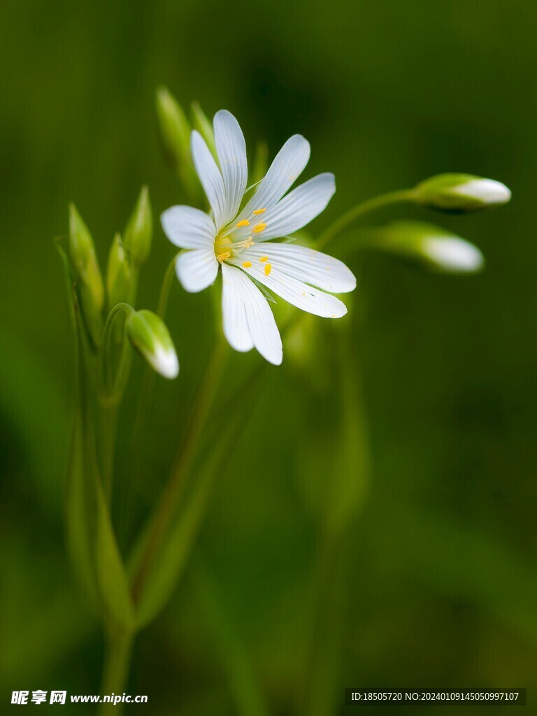 美丽花朵图片