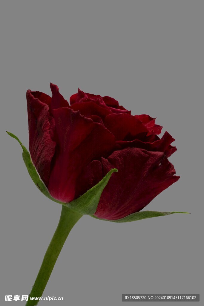 玫瑰花图片