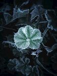 绿植霜冻图片