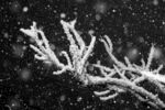 枝头下雪图片