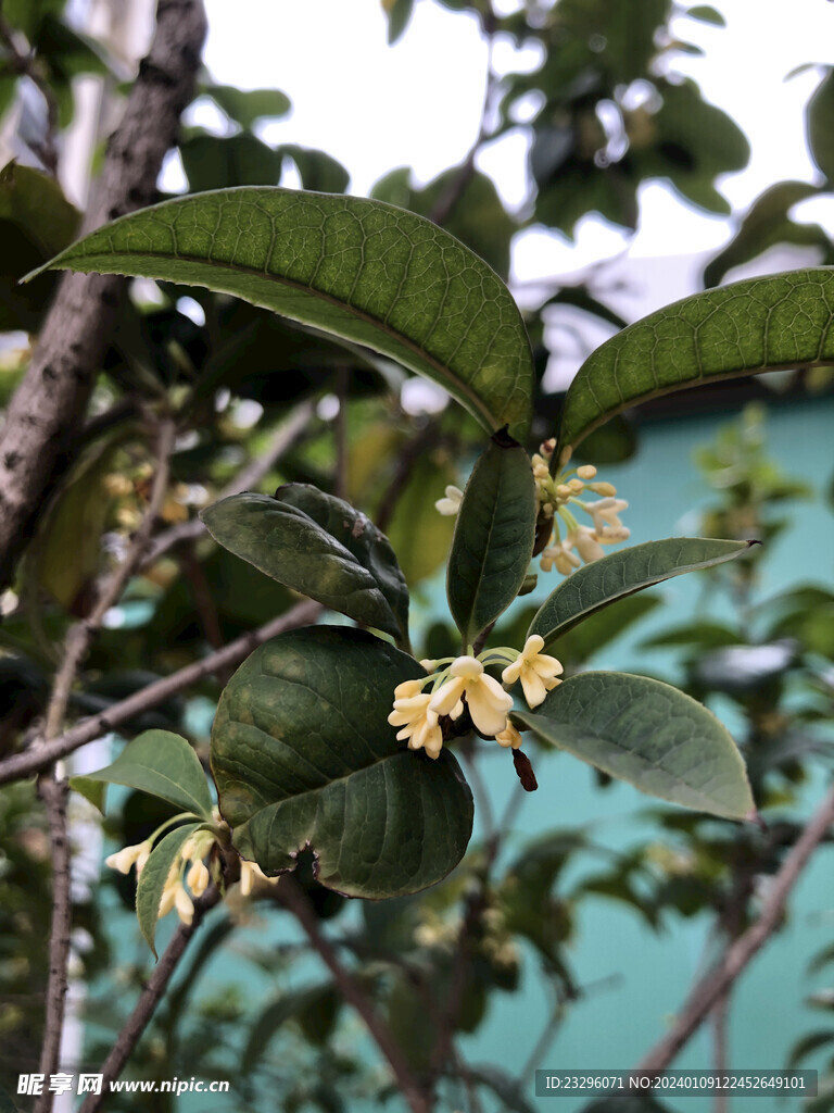 四季桂花