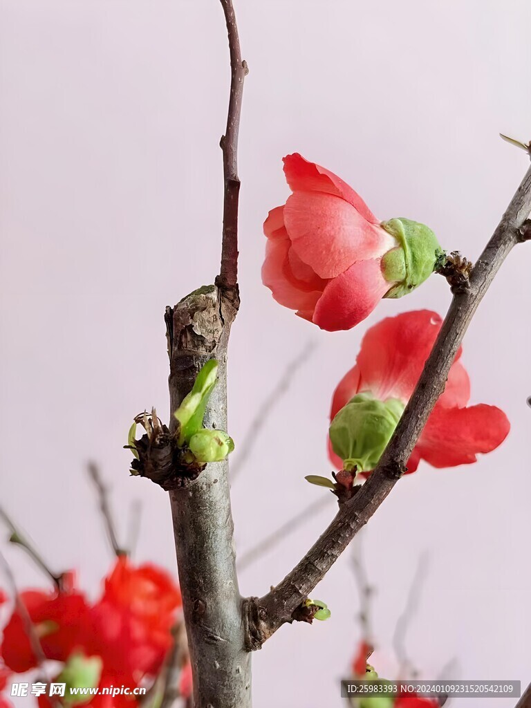 海棠花