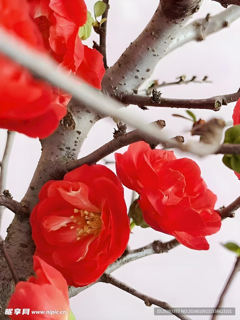 海棠花