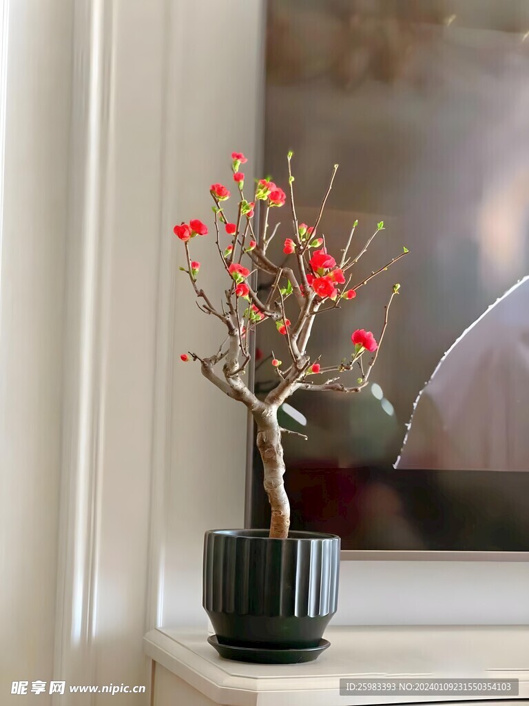 海棠花