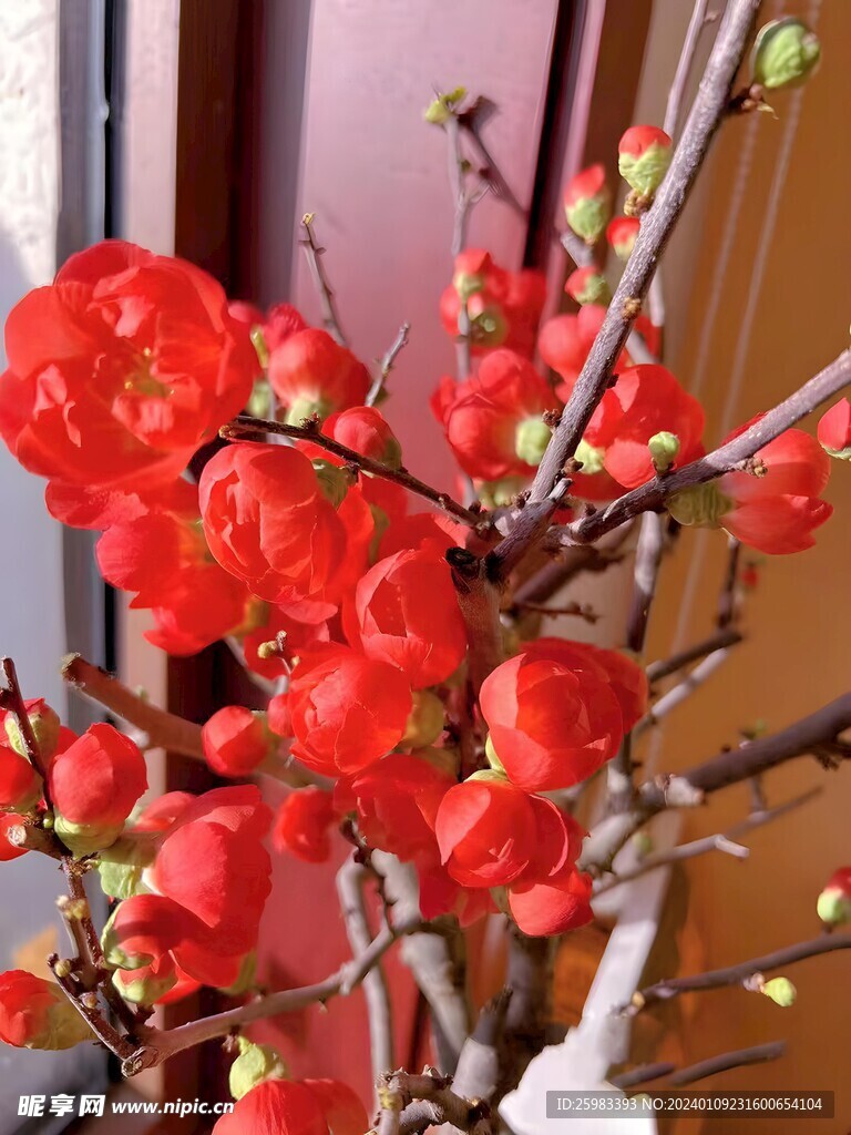 海棠花