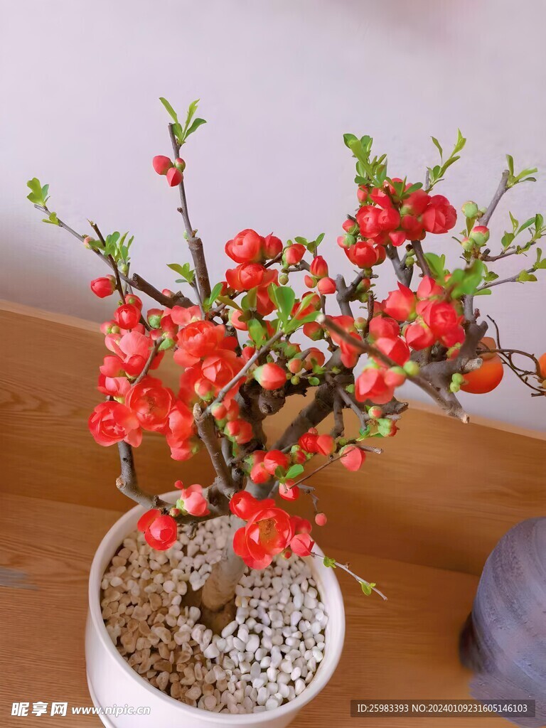 海棠花
