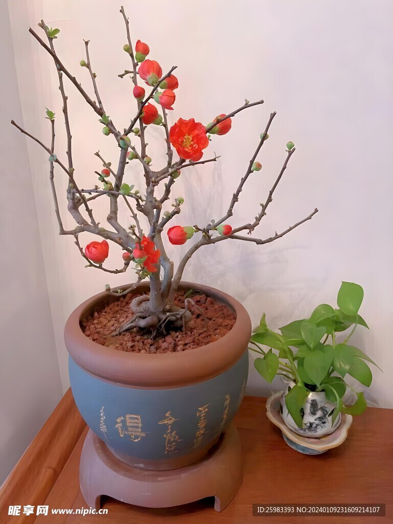 海棠花