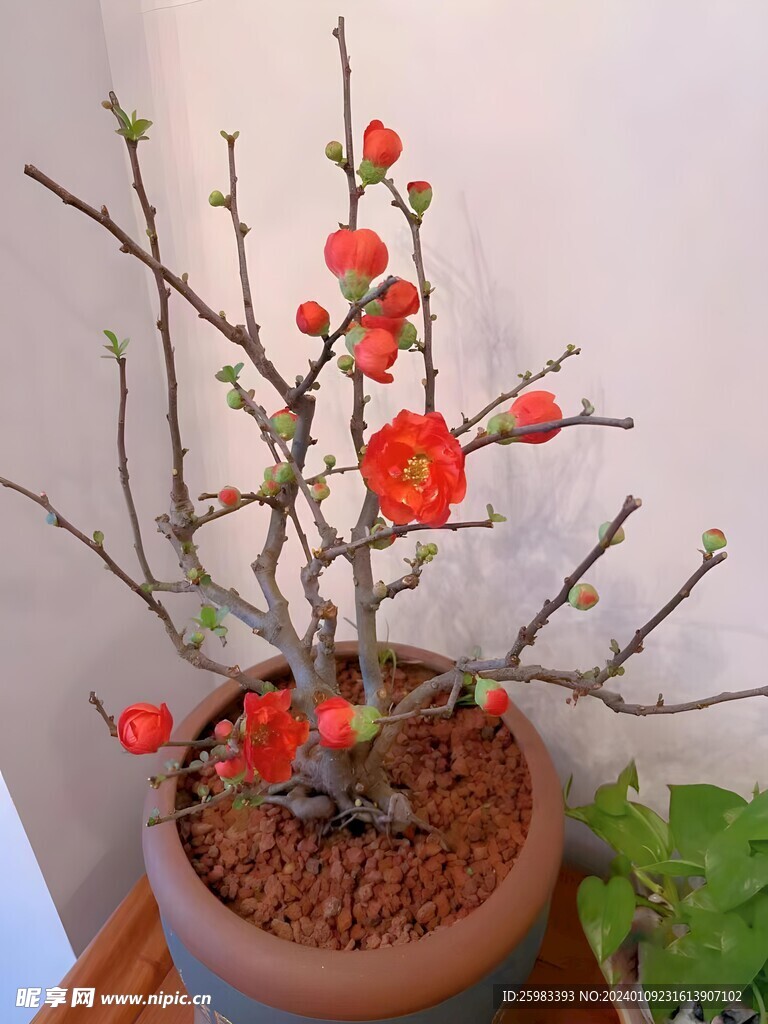 海棠花