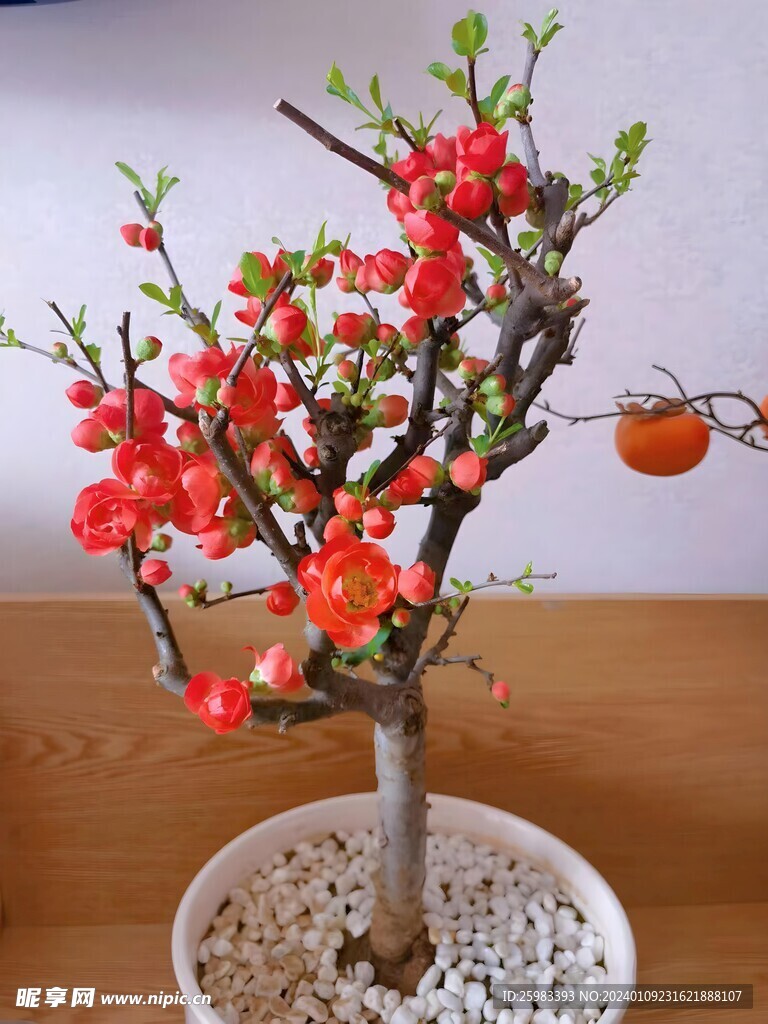 海棠花