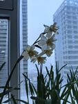 水仙花