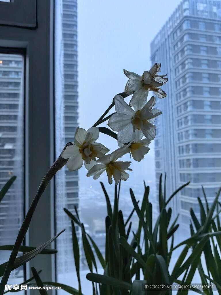 水仙花