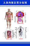 人体内脏位置分部图