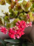 长寿花 
