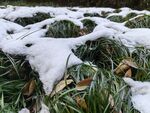雪 