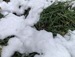 雪 