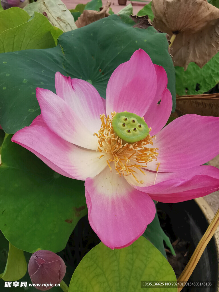 荷花