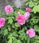 粉花绿叶
