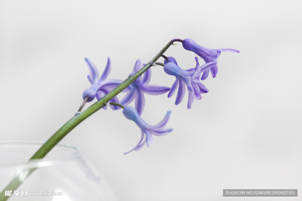 紫色花
