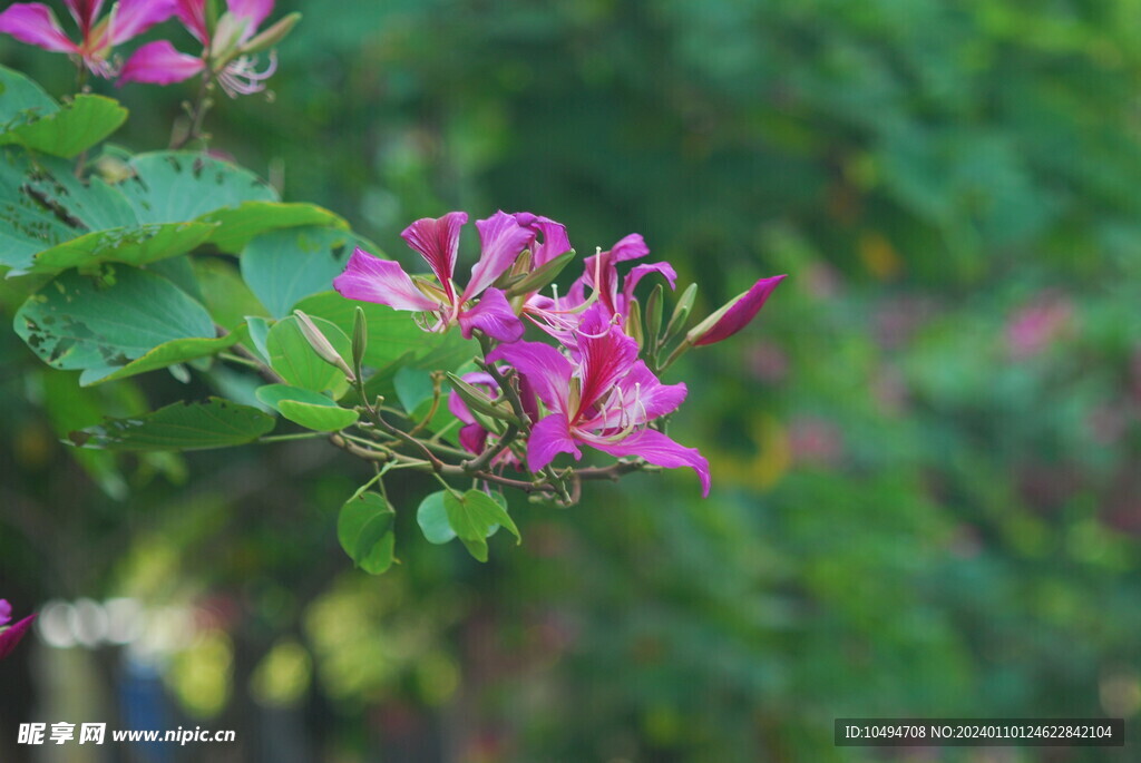 紫荆花